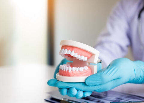 Dentist holding a model of a denture