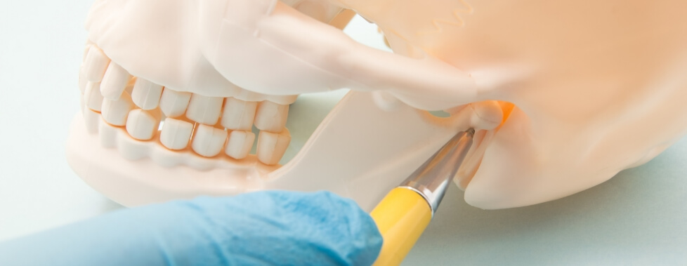 Close up of dentist pointing to jaw joint in model of the skull
