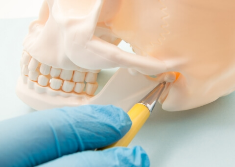 Close up of dentist pointing to jaw joint on a model of the skull